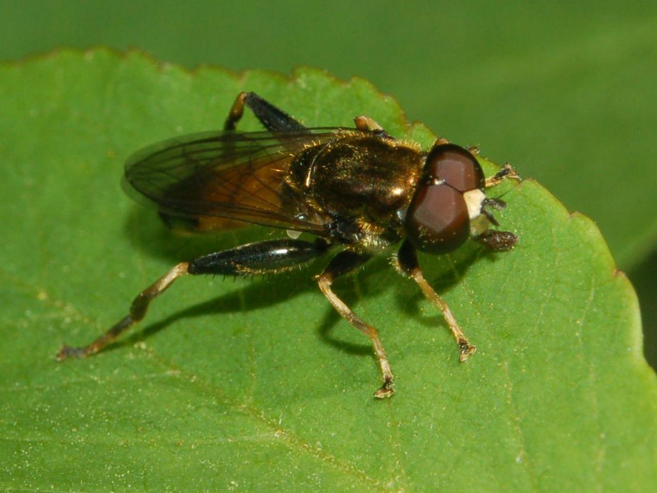 Xylota segnis